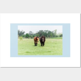 Two horses on pasture looking at camera Posters and Art